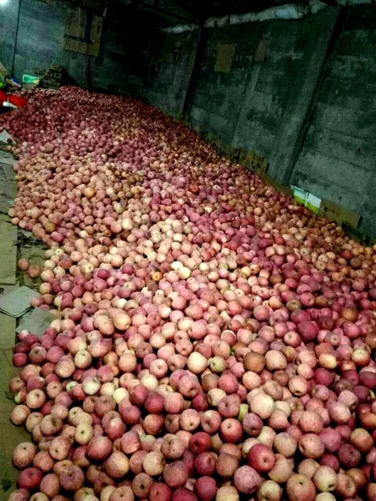 沈阳有苹果仓库吗知乎新闻沈阳市民带1800个苹果祭扫英烈