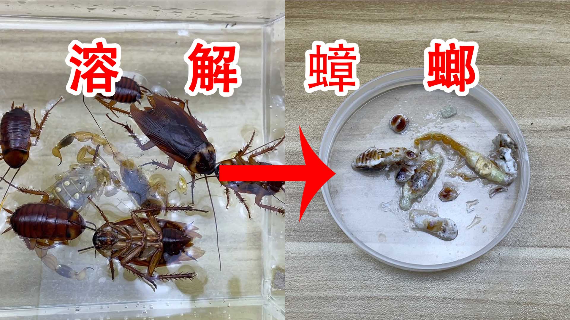 蟑螂视频软件下载手机版(蟑螂视频软件下载手机版安装)-第4张图片-SafeW